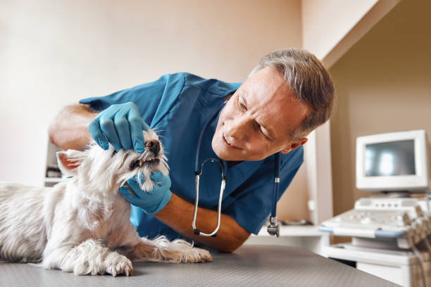Best Emergency Dental Services for Seniors in Bethesda, OH